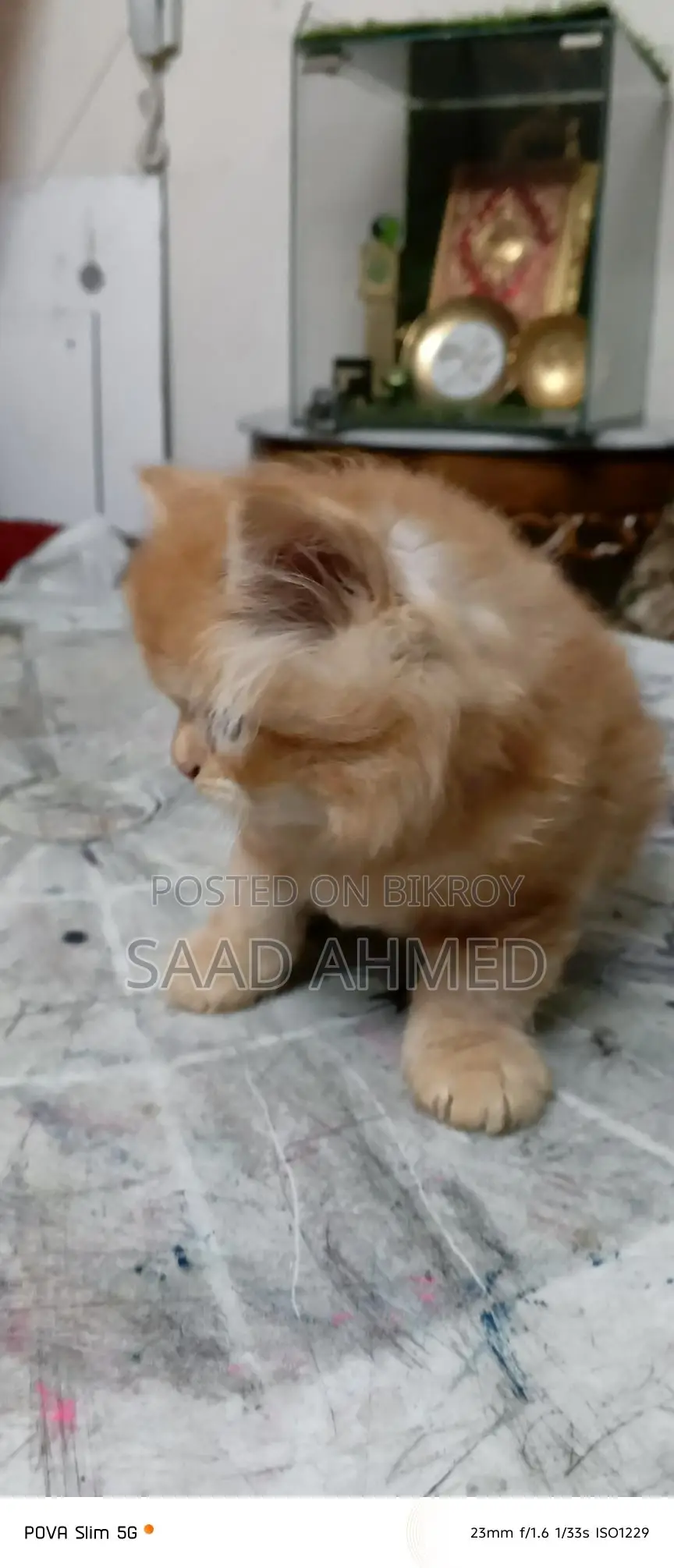Persian Cat Kitten