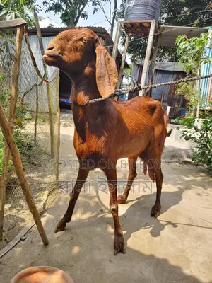 High-quality goat with two kids for sale