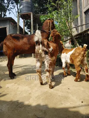 একটি ভাল জাতের ছাগল সাথে দুটি বাচ্চা বিক্রি করা হবে
