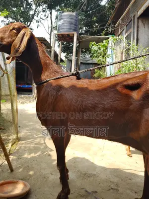একটি ভাল জাতের ছাগল সাথে দুটি বাচ্চা বিক্রি করা হবে