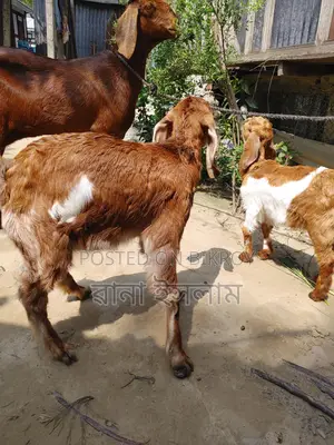 একটি ভাল জাতের ছাগল সাথে দুটি বাচ্চা বিক্রি করা হবে