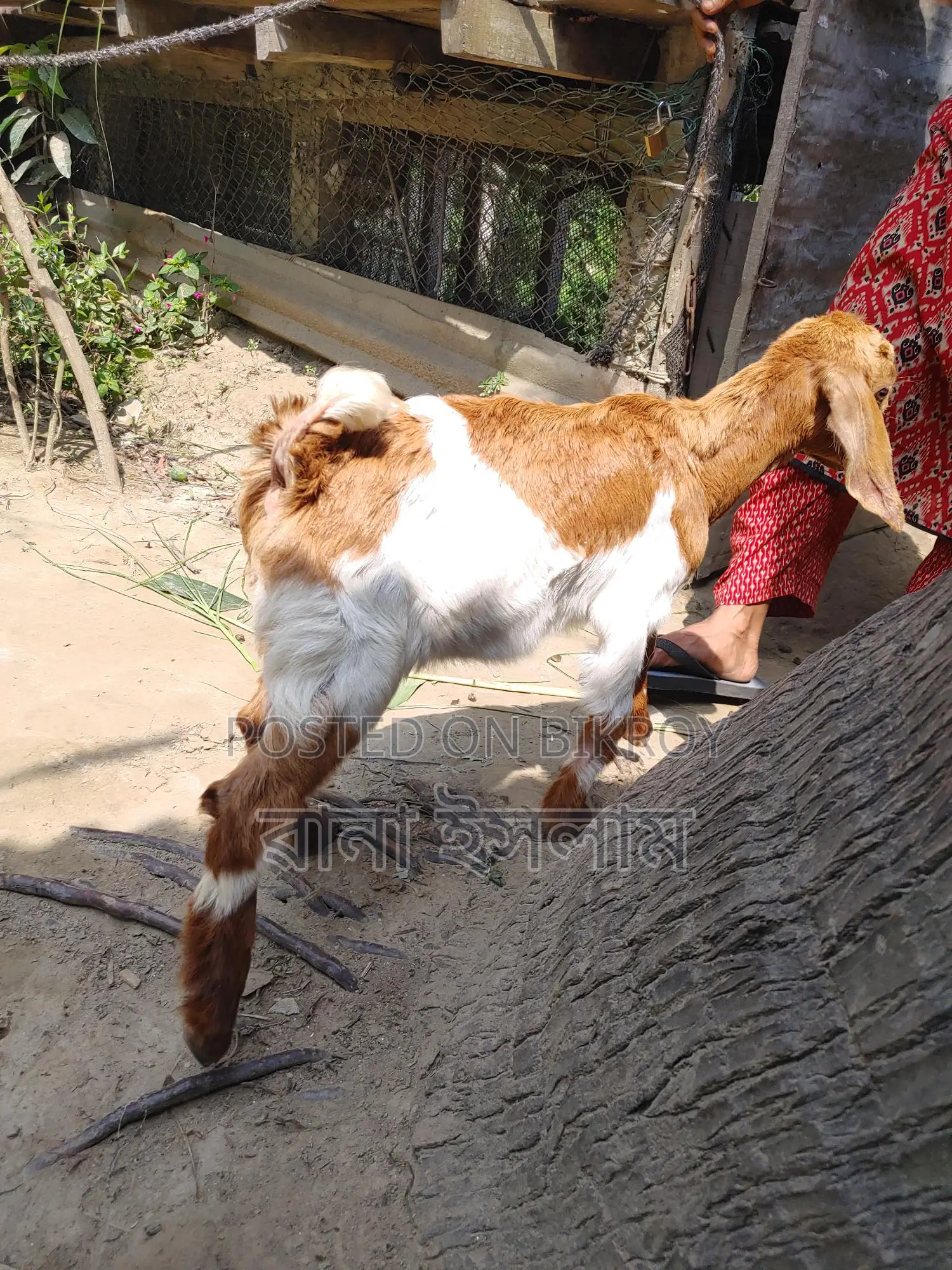 একটি ভাল জাতের ছাগল সাথে দুটি বাচ্চা বিক্রি করা হবে