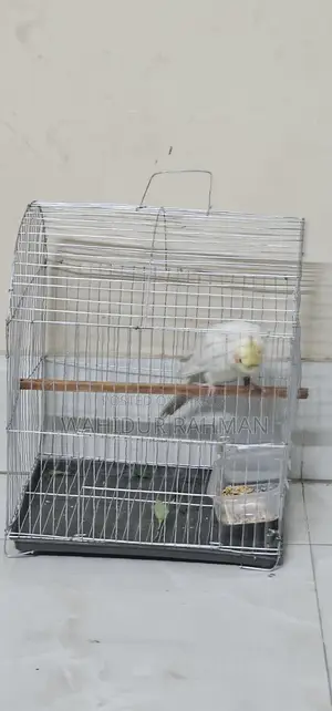 Cockatiel Bird