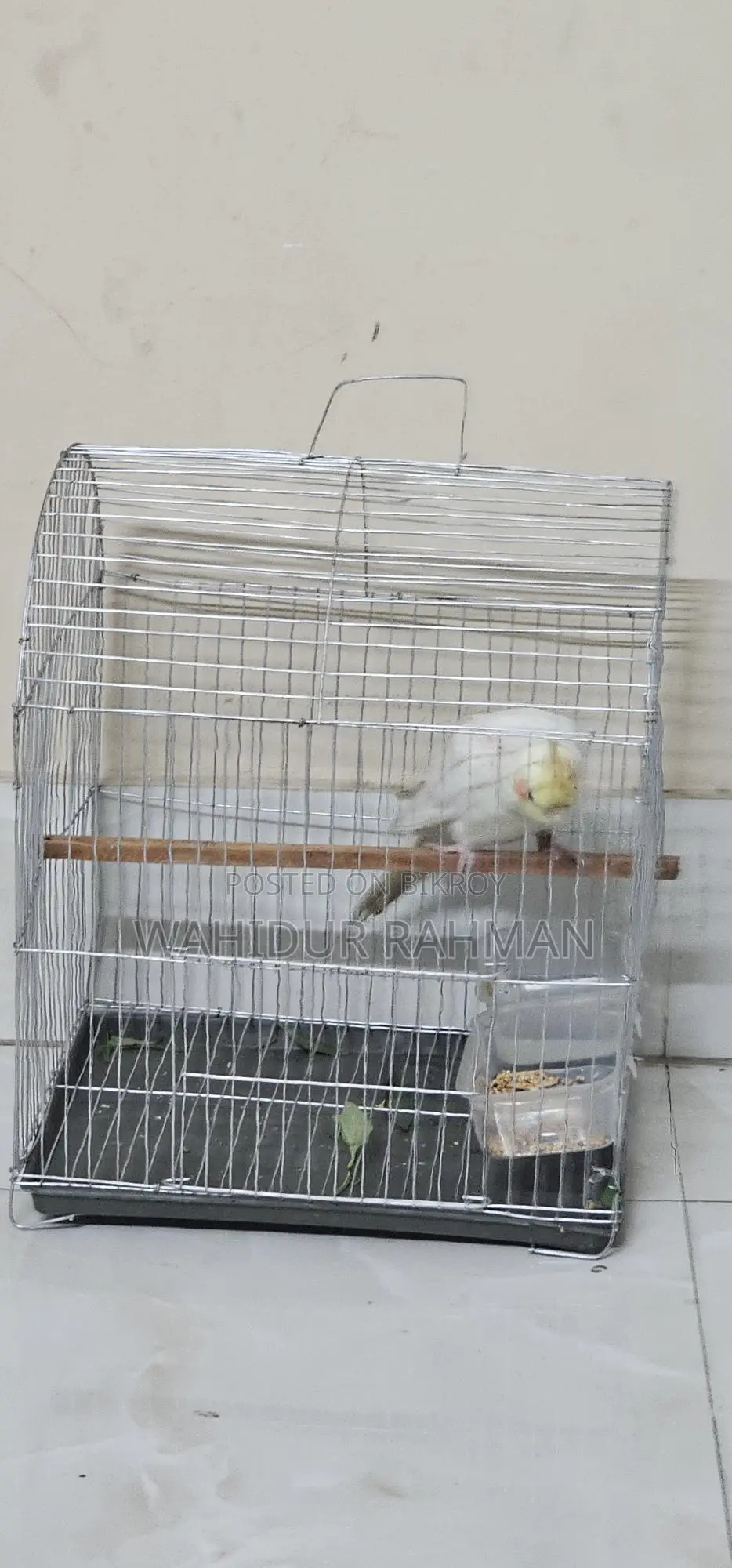 Cockatiel Bird