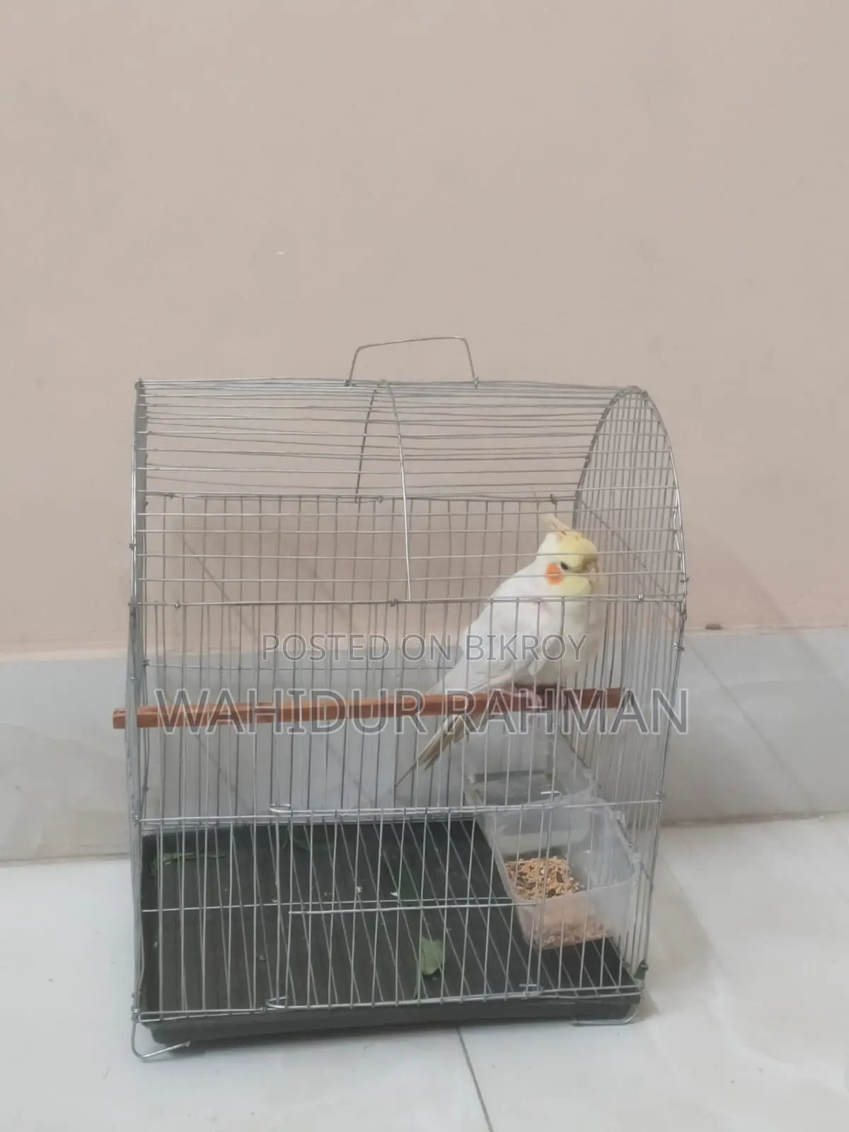 Cockatiel Bird