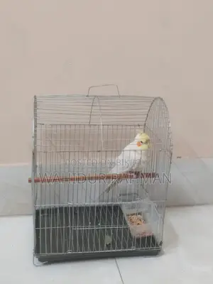 Cockatiel Bird