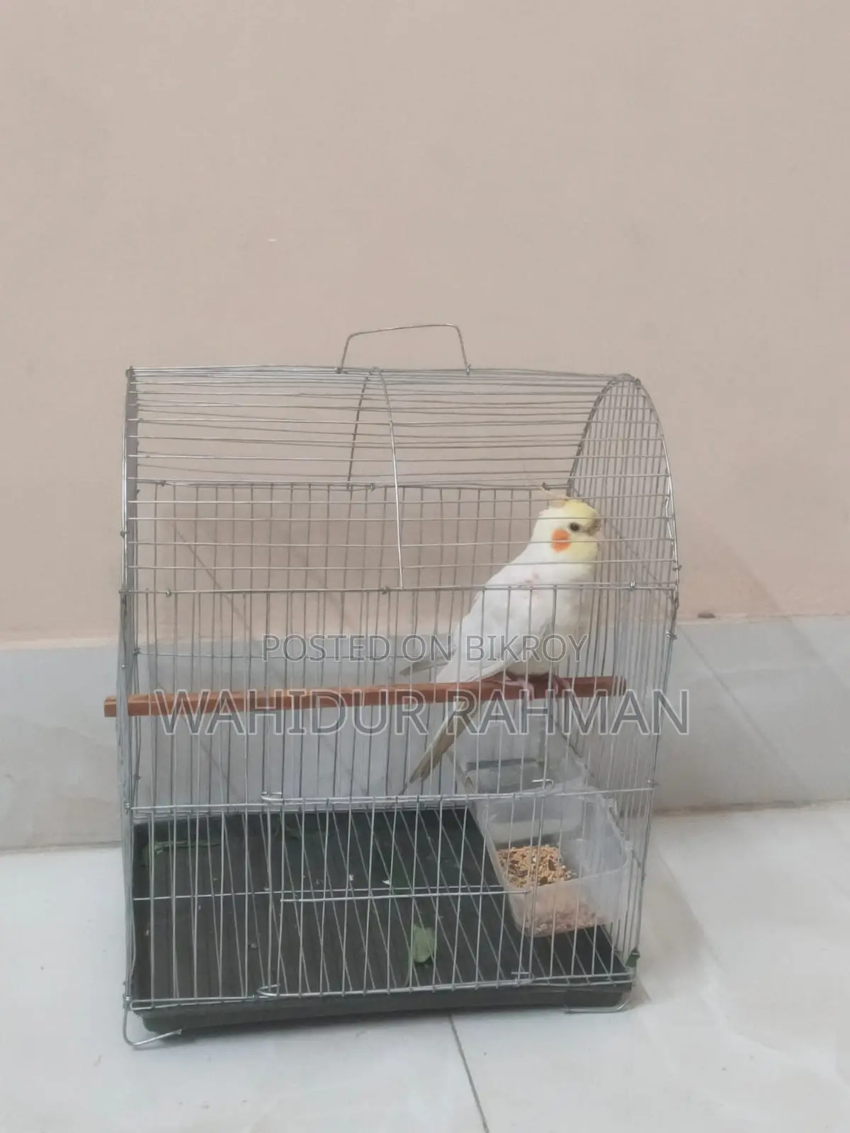 Cockatiel Bird