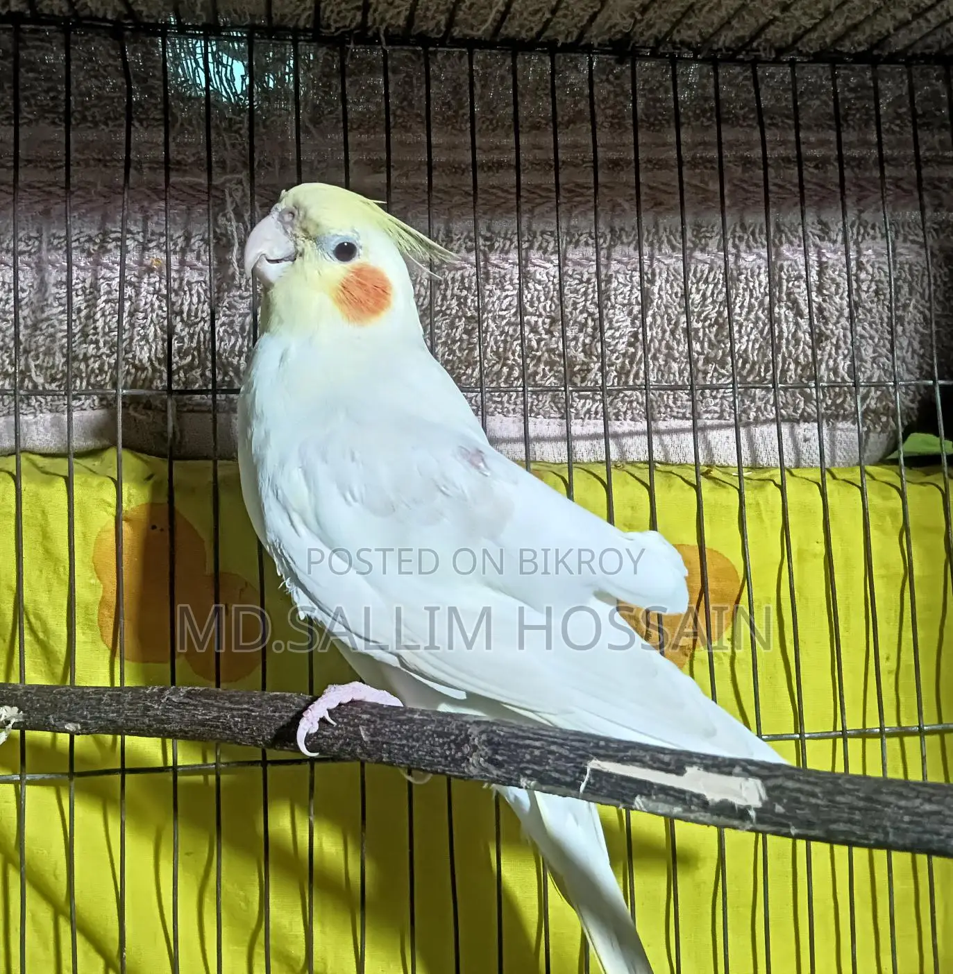 Bird for Sale