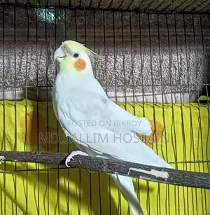 Bird for Sale