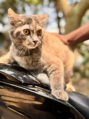 সাইবেরিয়ান বিডের ২টা বিড়াল বিক্রি করবো