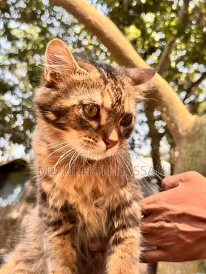 সাইবেরিয়ান বিডের ২টা বিড়াল বিক্রি করবো