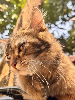 সাইবেরিয়ান বিডের ২টা বিড়াল বিক্রি করবো