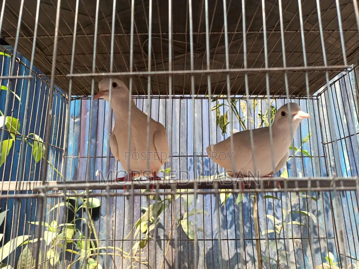 Dove Birds