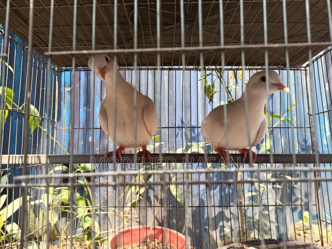 Dove Birds