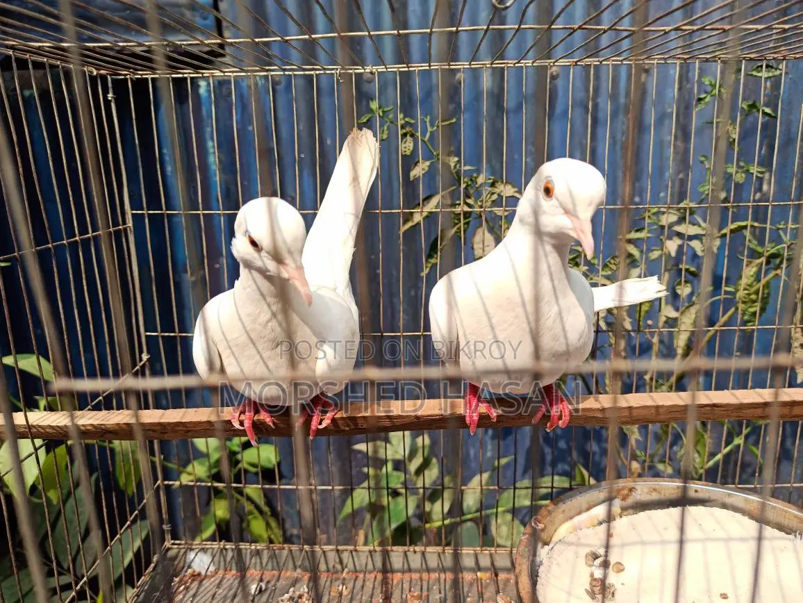 Dove Birds