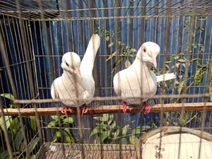 Dove Birds