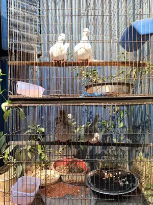 Dove Birds
