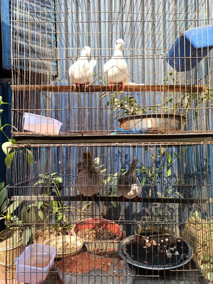 Dove Birds