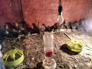 ফাওমি মুরগীর বাচ্চা