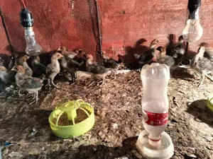 Fayoumi Chicks