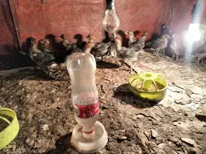 Fayoumi Chicks