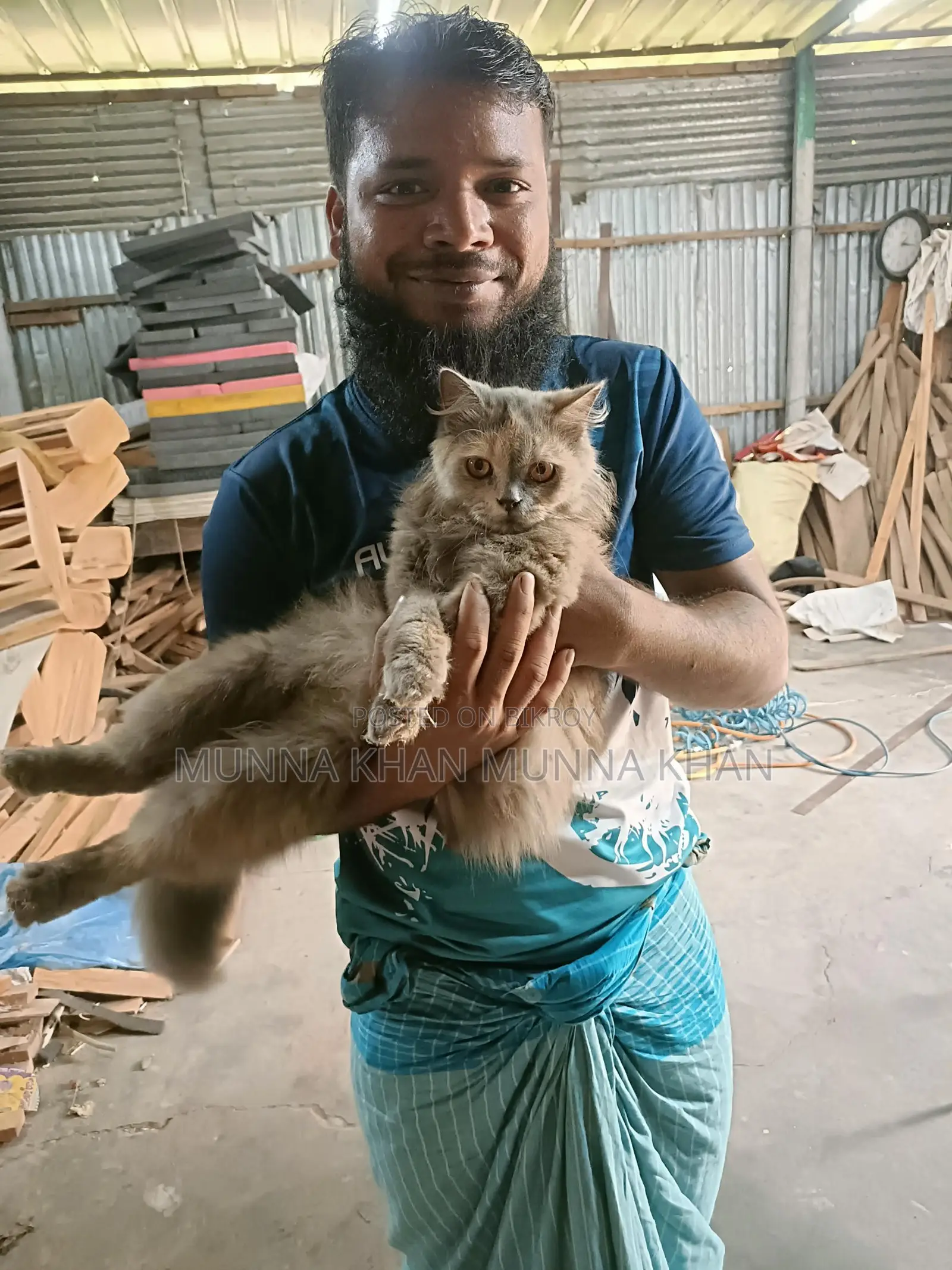 Persian Cat