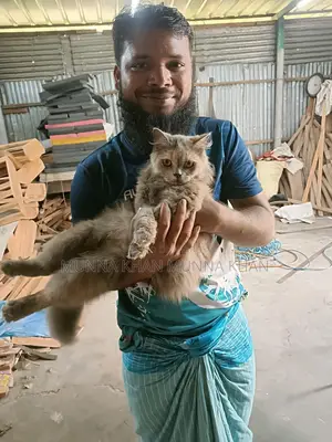 Persian Cat