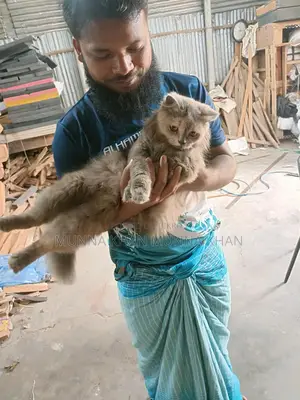 Persian Cat