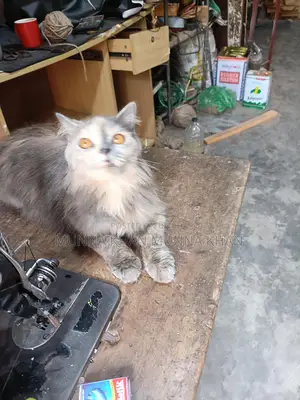Persian Cat