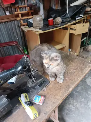 Persian Cat