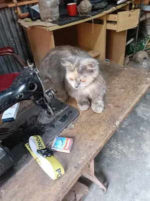 Persian Cat