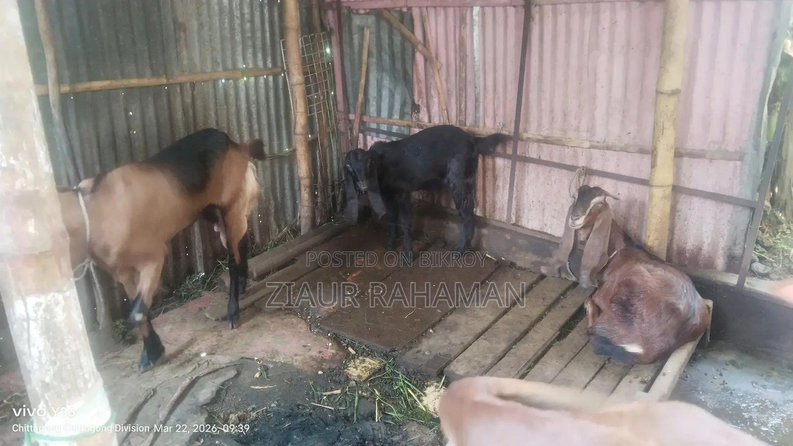 Some high-quality goats for sale