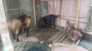 Some high-quality goats for sale