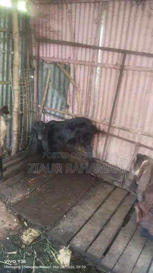 Some high-quality goats for sale