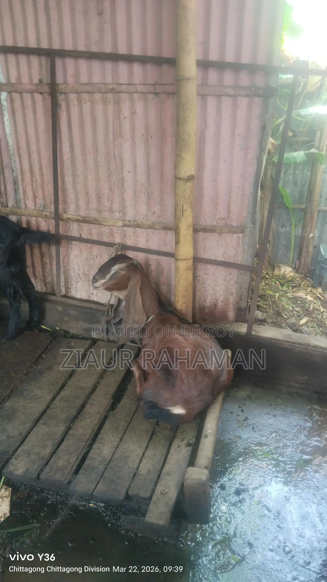 Some high-quality goats for sale