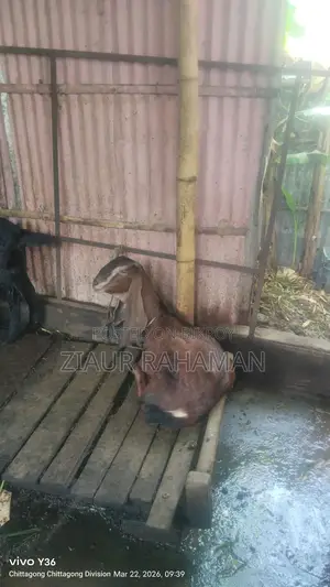 Some high-quality goats for sale