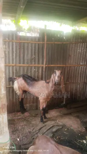 Some high-quality goats for sale