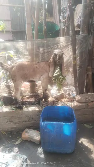 Some high-quality goats for sale