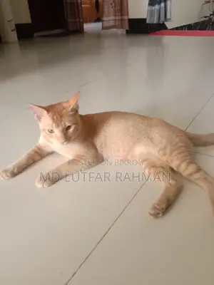 Cat For Sale