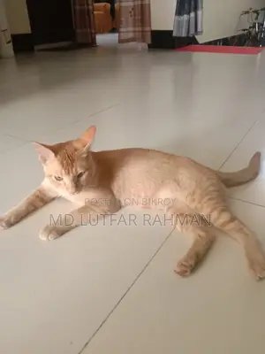 বিড়াল বিক্রয় পোস্ট