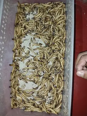 বিটল মাদার & সুপারওয়ার্ম দামি মুরগী ও পাখিকে খাওয়ানোর জন্য নিতে পারেন