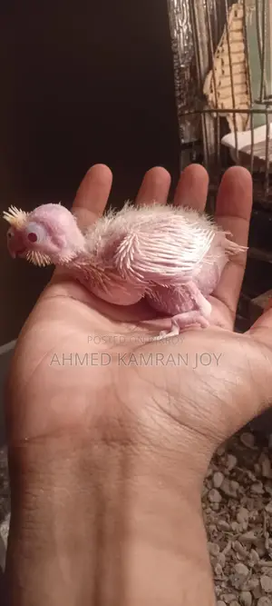 Tame Size Lutino Cockatiel Baby