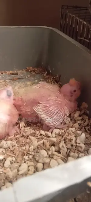 Tame Size Lutino Cockatiel Baby
