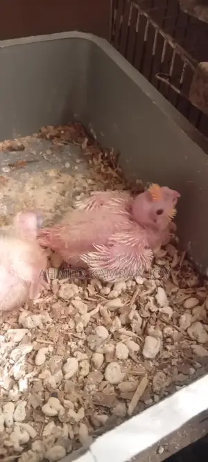 Tame Size Lutino Cockatiel Baby