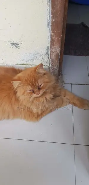 বিড়াল বিক্রি করা হবে