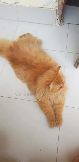 বিড়াল বিক্রি করা হবে