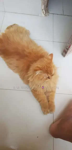 বিড়াল বিক্রি করা হবে