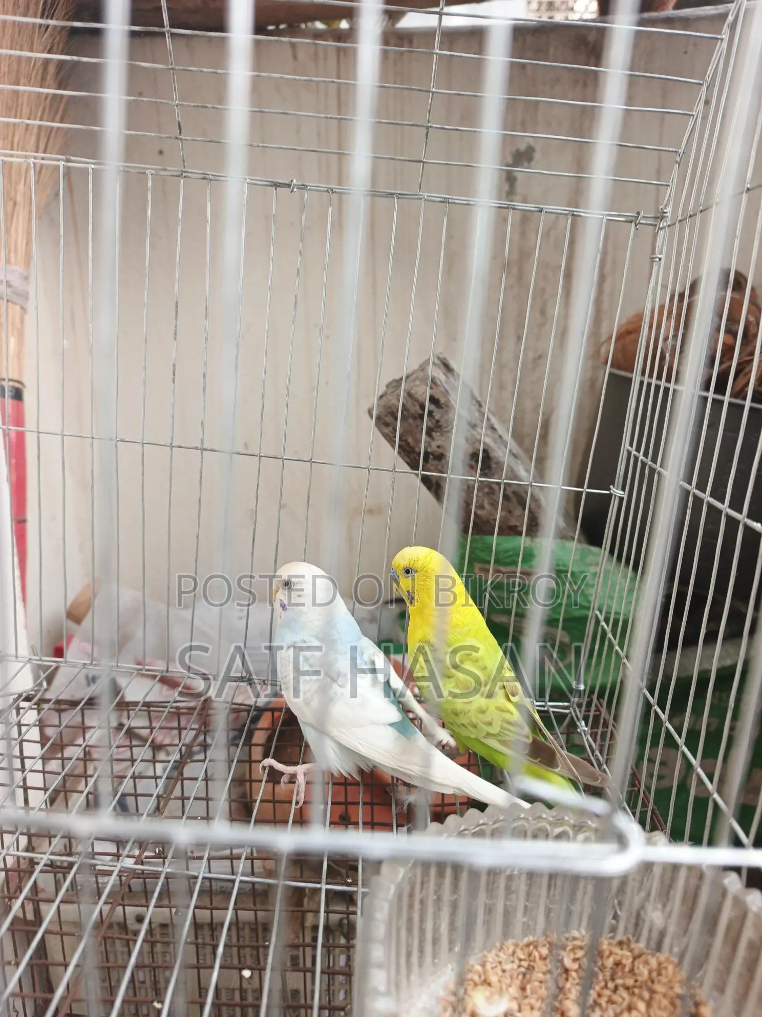 Budgie Bird