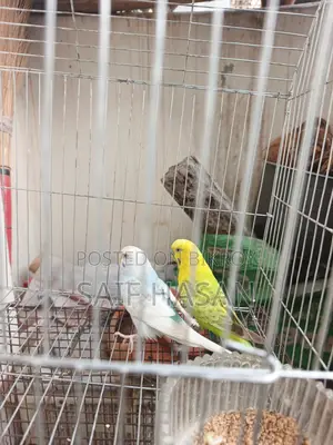 Budgie Bird
