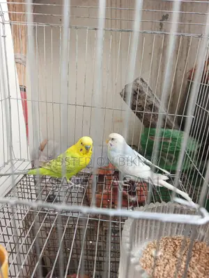 Budgie Bird